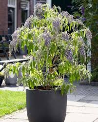 Maybe you would like to learn more about one of these? Buddleja Davidii Wisteria Lane Hayloft