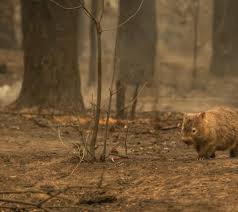 Sırtı yanan kaplumbağaya yapılan iyilik paylaşan: 3 Milyar Hayvani Yok Eden Yanginin Kahramanlari Vombatlar Independent Turkce
