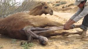 There are three living species of camels. Camel Giving Birth In The Desert Youtube