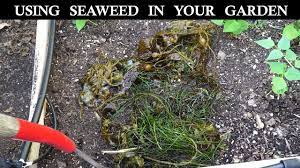 Check spelling or type a new query. How To Use Seaweed In Your Garden Youtube