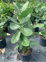 Image result for Calotropis gigantea
