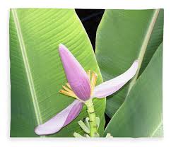 Image result for Musa ornata