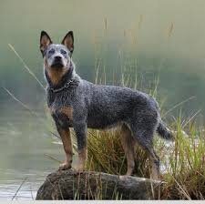 Austin > > pets > post; Australian Cattle Dog Puppies For Sale Adoptapet Com