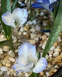 Image result for Tecophilaeaceae