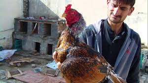 Check spelling or type a new query. Murga Image Shefalitayal