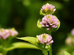 Image result for Persicaria nepalensis