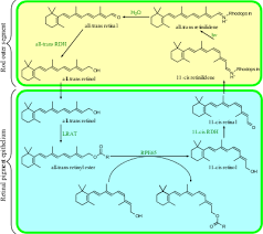 Visual Phototransduction Wikipedia