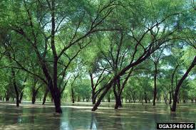 Image result for Embelia nilotica