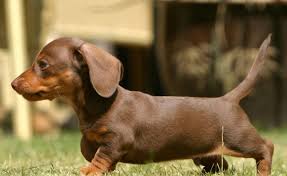 Sick Dogs Continue To Be Sold On Craigslist Dachshund Puppy Miniature Minature Dachshund Dachshund Facts