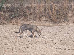 Grey wolf seen in Delhi for the first time after the 1940s