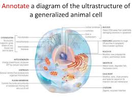 Maybe you would like to learn more about one of these? Ppt Sehs Topic 3 3 Nutrition And Energy Systems Powerpoint Presentation Id 1870991