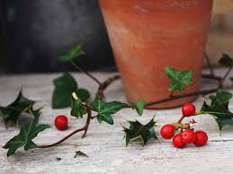 Free photos search by holly and ivy keyword. 20 Things You Didn T Know About Holly And Ivy Saga