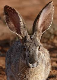 Rabbit ears are somewhat of an unusual treat, and chances are you probably haven't come across them before. Hare Wikipedia