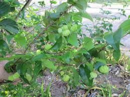 The plant is native from surinam this lends a reddish cast to a clipped hedge during the growing season. Garden Notes From Hawaii Surinam Cherry Eugenia Uniflora