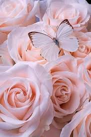 Check spelling or type a new query. Sign In Flower Phone Wallpaper Flower Wallpaper Purple Flowers Wallpaper