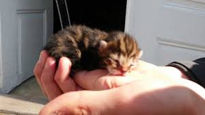 3 Gunluk Kedi Yavrusu Youtube
