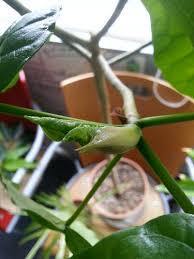 ウンベラータの育て方 植物の秘島