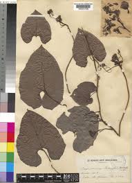 Image result for Cogniauxia