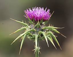 Browse & discover thousands of brands. Best Milk Thistle Supplements Our Top 4 Recommended Picks