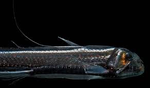 Image result for Aptosimum elongatum