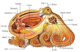 Octopus Octopus Anatomy Octopus Cephalopod