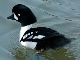 Large Bird With Black Head And White Body Barrow S Goldeneye Wikipedia Duck Species Duck Breeds Black And White Birds
