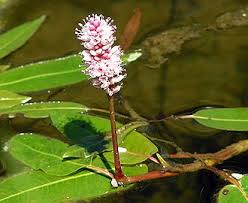 Image result for Persicaria madagascariensis