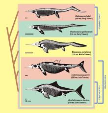 Image result for ichthyosaurs