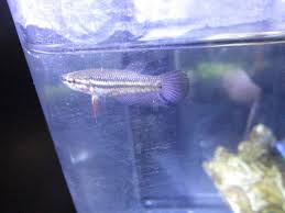 Petco Baby Betta Care Betta Fish Care Baby Betta Fish Betta Fish
