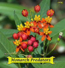 13 Monarch Predators Save More Monarch Butterflies Butterfly Garden Plants Garden Bugs Hummingbird Garden