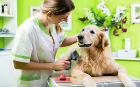 To prepare for a purpose his family is grooming him to take over their business. Pet Grooming In Dubai Pet Sitting Mobile Grooming And More