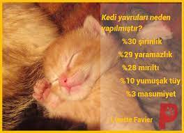 ya siz yavru kedileri nasil tarif edersiniz yavrukedi kedisever patiaski kedi yavru kediler kedi kopek