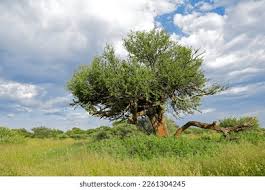 Image result for Boscia albitrunca