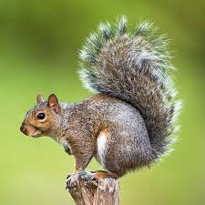 Image result for squirrel