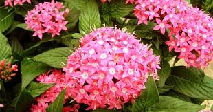 Firecracker flower, kanakambaram (crossandra infundibuliformis). Want Delightful Flowers In Hot Summer Grow Pentas Indoors In A Pot Blog Nurserylive Com Gardening In India