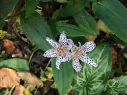 Image result for Tricliceras hirsutum