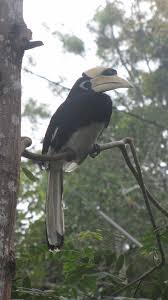 Check 'burung enggang' translations into english. Burung Enggang Hornbill Sedang Bertengger Burung Enggang Flickr