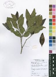 Image result for Warneckea