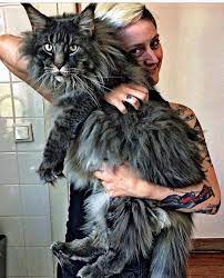 Pin On Maine Coons
