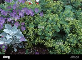 Image result for Alchemilla johnstonii
