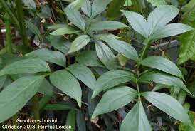 Image result for Gonatopus