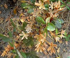 Image result for Oldfieldia dactylophylla