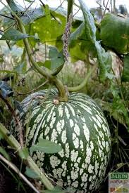 La Courge De Siam Semis Culture Recolte Tous Les Conseils Pour Le Potager Courge De Siam Courge Fruits Exotiques