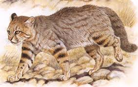 Colocolo (plural colocolos) leopardus colocolo, a small striped cat native to western central south america. Gato Colocolo Vertebrados Vida Y Costumbres
