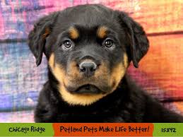 Training rottweiler 101 behavior problems care & health close menu. Rottweiler Puppies Petland Chicago Ridge