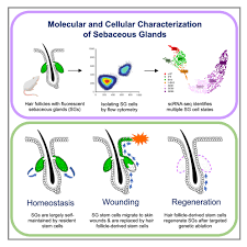 Image result for Sebaceous Gland