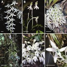 Image result for Bolusiella iridifolia