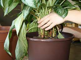 Many of the plants below have become popular in a variety of modern decor themes, especially because they are relatively easy to care for. Caring For Houseplants University Of Florida Institute Of Food And Agricultural Sciences