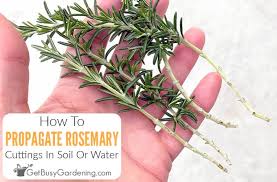 Image result for rosemary cuttings