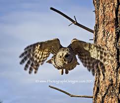 Blue Birds Of Central Oregon Oregon Birds Barred Owl A Big Favorite Because It Was Hanging Out In The Park For A While Here S The Story Http Www Photogr Birds Bird Photo Barred Owl